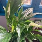 Spathiphyllum floribundum Φύλλο