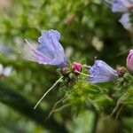 Echium pininana Flower