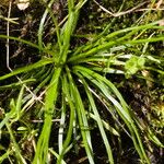 Isoetes durieui Leaf