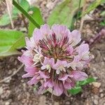 Trifolium hybridumফুল