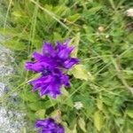 Campanula glomerataFlower