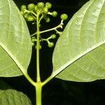 Palicourea acuminata Leaf