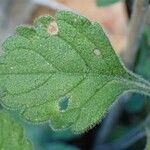 Scabiosa cinerea Листок