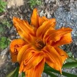 Hemerocallis fulvaBloem