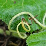 Cucurbita maxima Bark