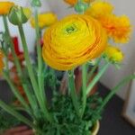 Ranunculus asiaticus Flower