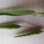 Bromus commutatus Other