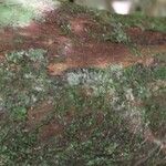 Pouteria brachyandra Kabuk