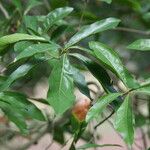 Quercus laurifolia Blad