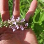 Teucrium canadense Květ