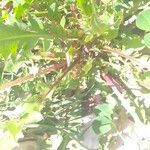 Crepis vesicaria Leaf