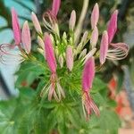 Cleome spinosa Kukka