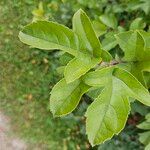 Malus hupehensis Leaf