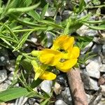 Lathyrus pratensis Flower