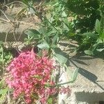 Centranthus lecoqii Flower
