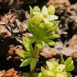 Galium pseudohelveticum 花