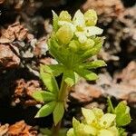 Galium pseudohelveticum Flower