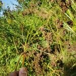 Scirpus cyperinusফল