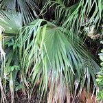 Livistona chinensis Folha