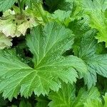 Geum rivale Hostoa