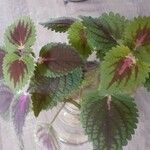 Plectranthus scutellarioidesFolha