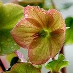 Helleborus purpurascens Blomst