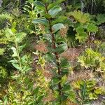 Coriaria ruscifolia Cvet