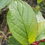 Cotoneaster bullatusFolha