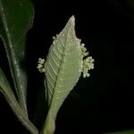 Psychotria marginata Blad