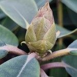 Rhododendron spp. Ostatní