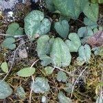 Cyclamen balearicum Leaf