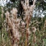 Andropogon bicornis Flower