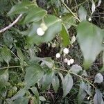 Chiococca alba Fruit