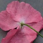 Papaver croceum Flower