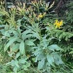 Senecio triangularis Habitat