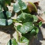 Calystegia soldanella Ліст