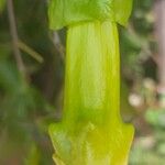 Brugmansia sanguinea Blüte