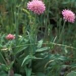 Knautia godetii Flower