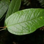 Anthurium microspadix List