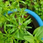 Asperula arvensis Habitatea