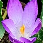 Crocus carpetanus Λουλούδι