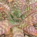 Aloe maculata List