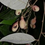 Licania hypoleuca Fruit