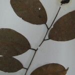 Pseudolmedia laevigata Otro