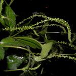 Cyathula prostrata Blatt