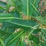 Rumex pulcher Likasa