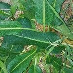 Rumex pulcher Leaf