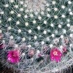 Mammillaria hahnianaLehti