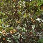 Eriobotrya japonica Mosusu