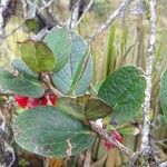 Macleania rupestris Leaf